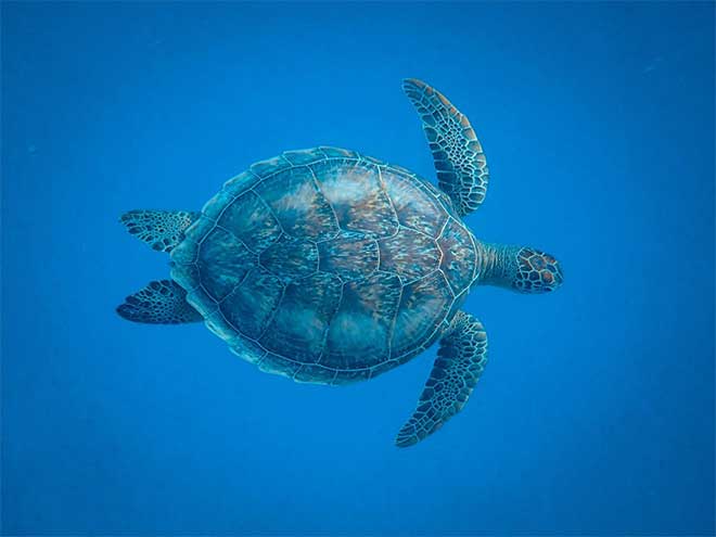 Giant turtle swimming in ocean
