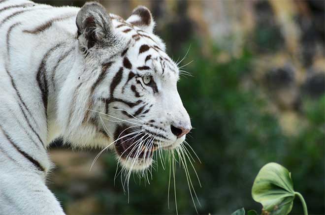 White Siberian tiger in wild