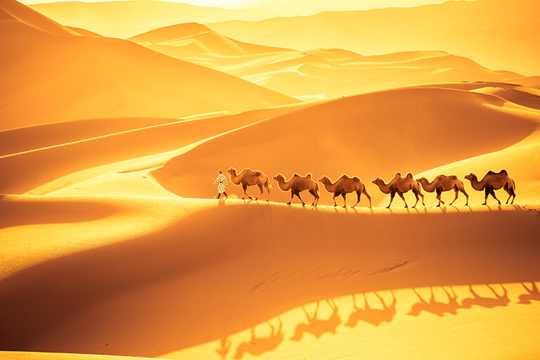 Bedouin leads camels through golden desert