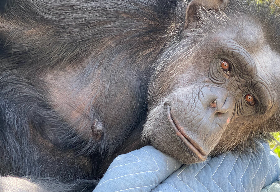 Large chimpanzee at rest