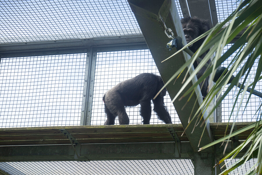 Two male chimpanzees playing in outdoor enclosure