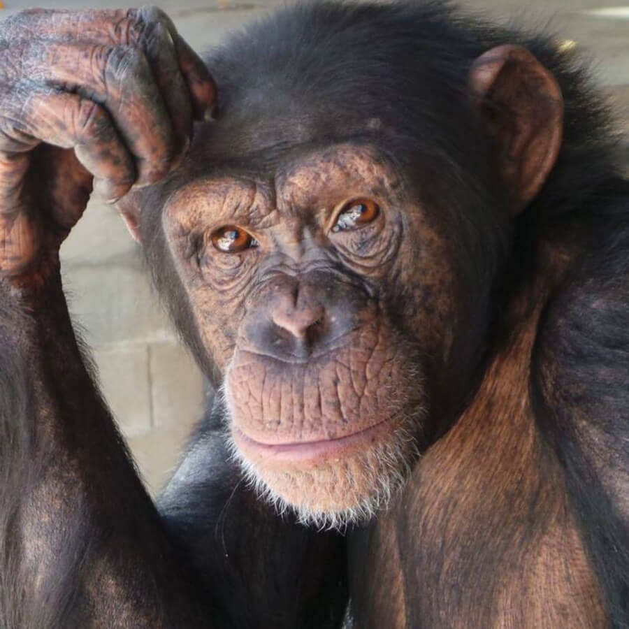 Chimpanzee stares at camera in close-up