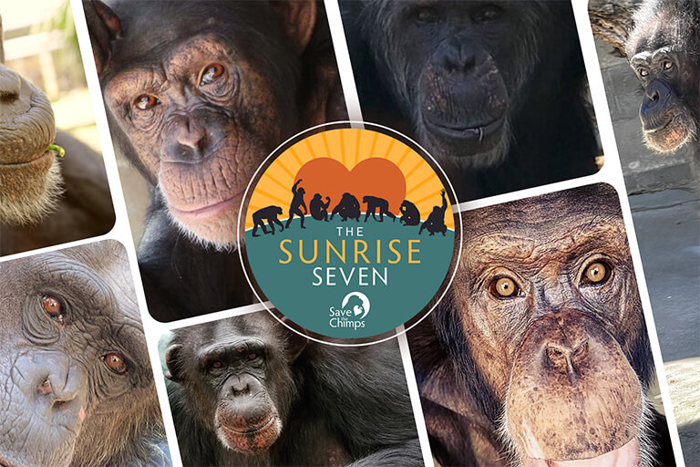 Collage of 7 chimpanzee portraits
