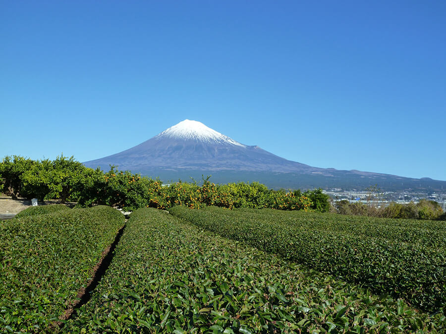 Mount Fuji seen through green fields with blue sky