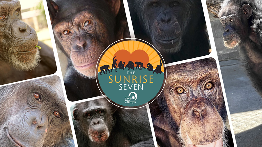 Seven adult chimpanzees