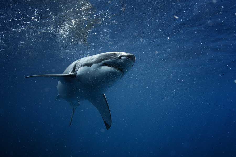 Great white shark swimming underwater