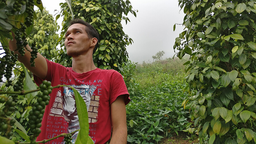 Young Malaysian male in red t shirt picking crop from tree