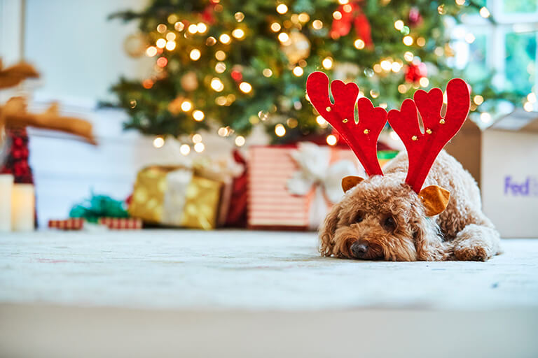Dog wearing Christmas reindeer antlers under Christmas tree