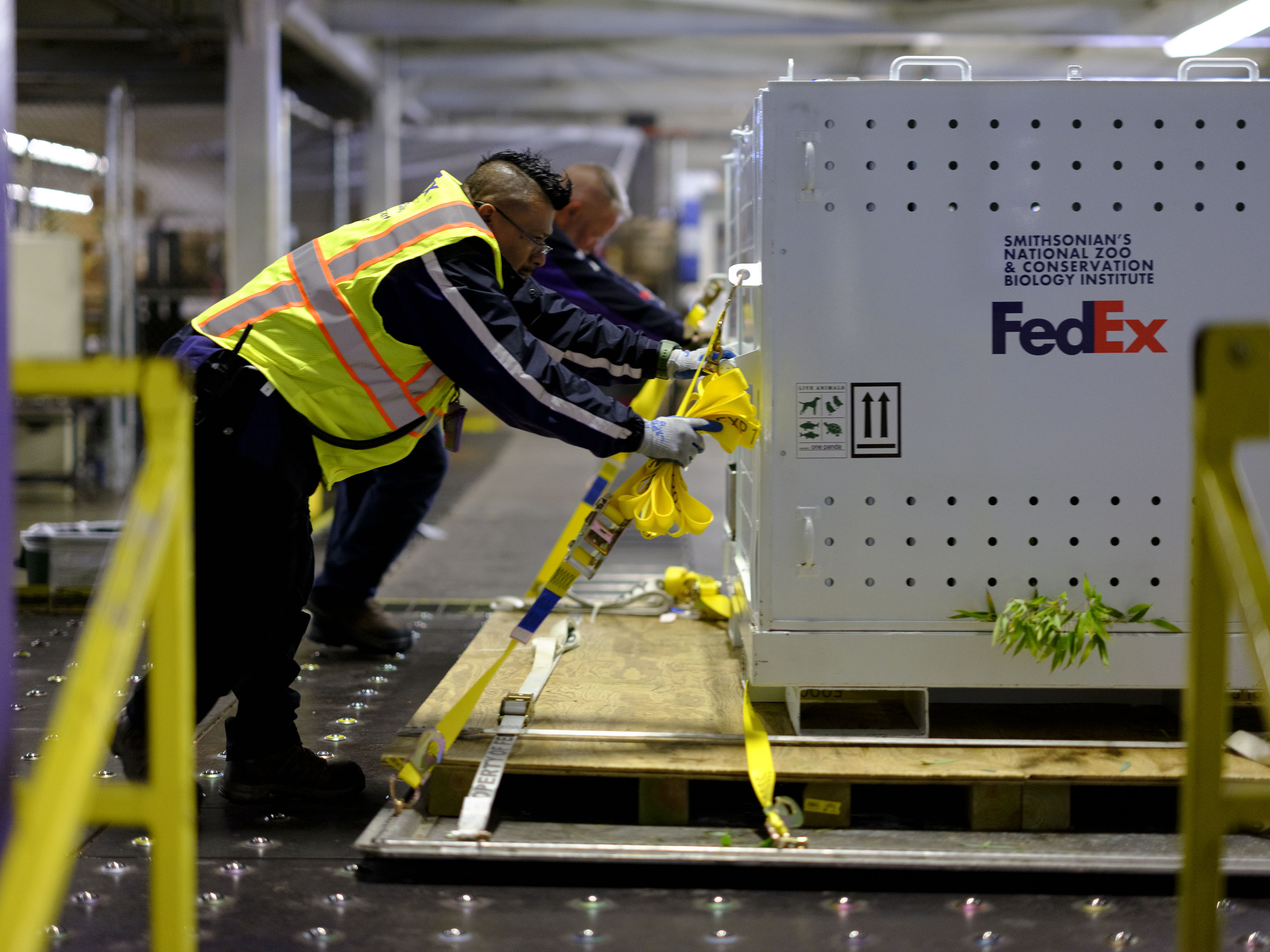 Two FedEx workers push white shipping pallet with bamboo in