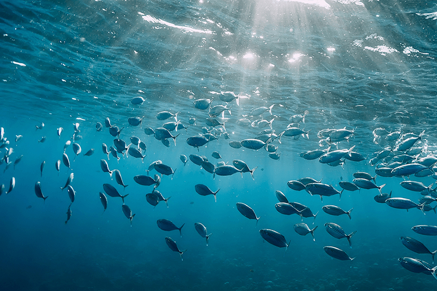 School of fish swims in the blue sea below the surface